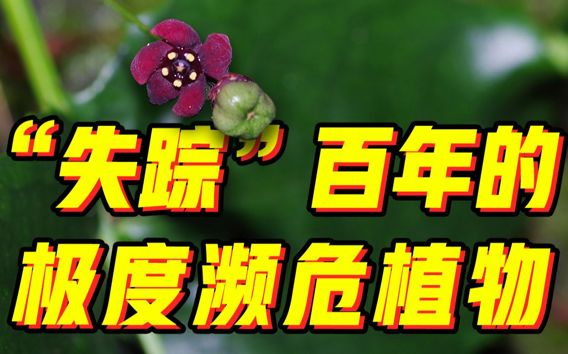 [图]极度濒危植物“隐世”百年再现