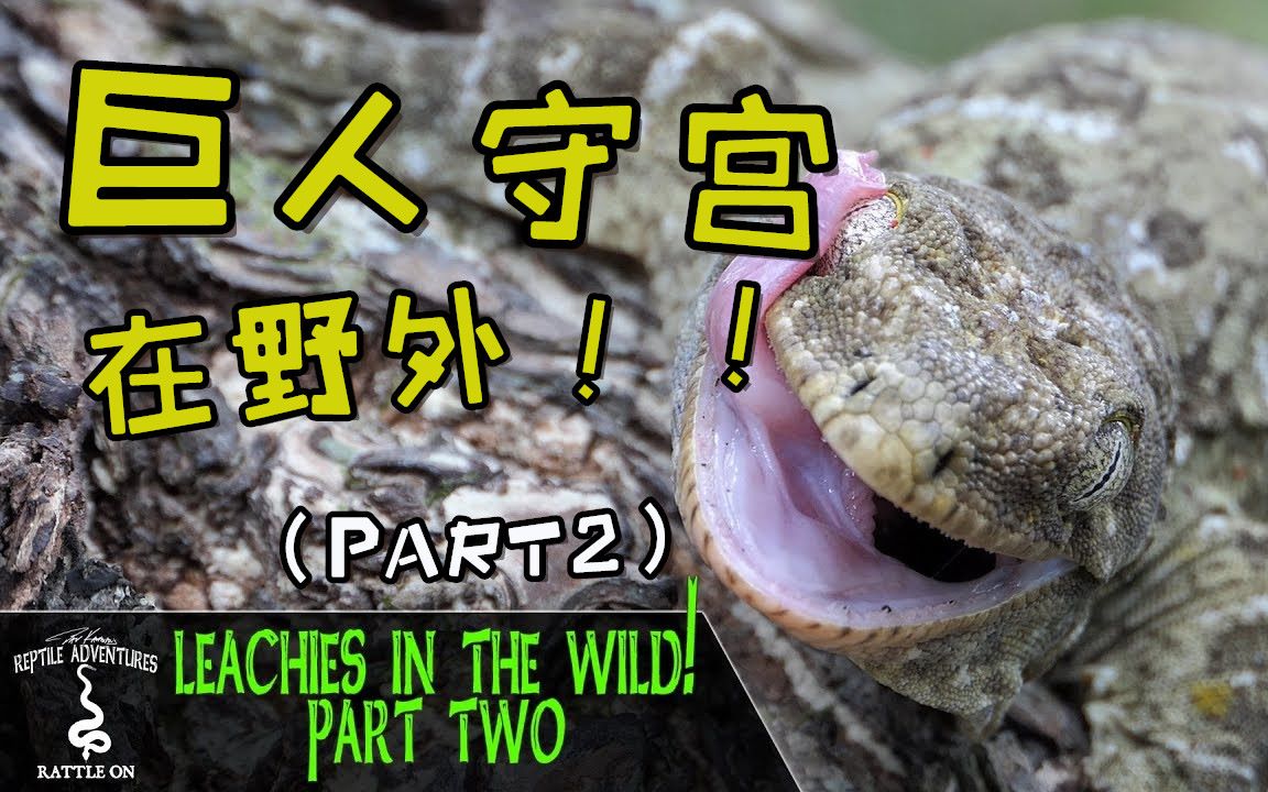 【饲养指南】揭秘巨人守宫野外的栖息环境(下) | Reptile Adventures哔哩哔哩bilibili