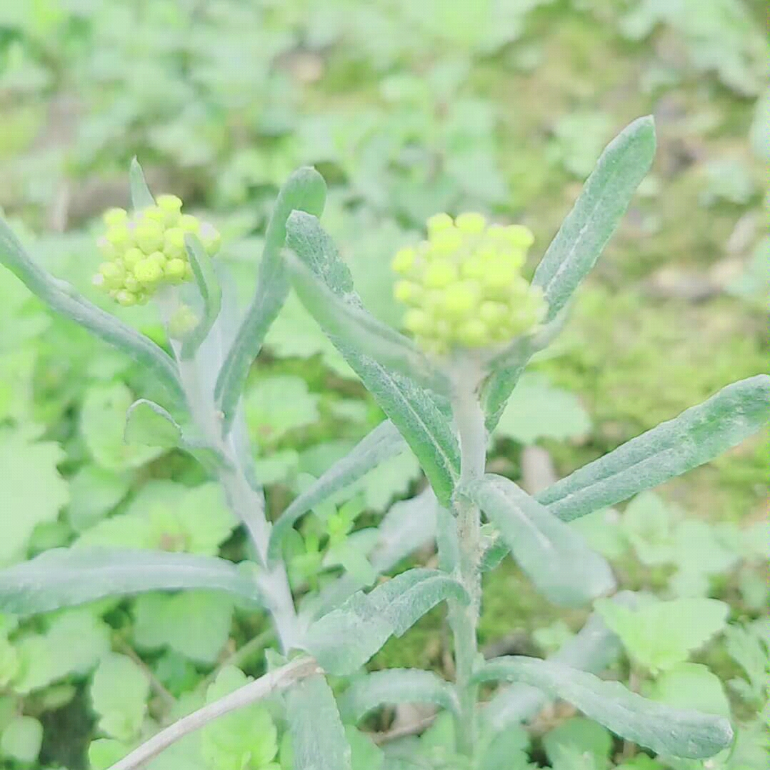 清明果来自我对我的故乡念念不忘的清明果这道美食的制作工序