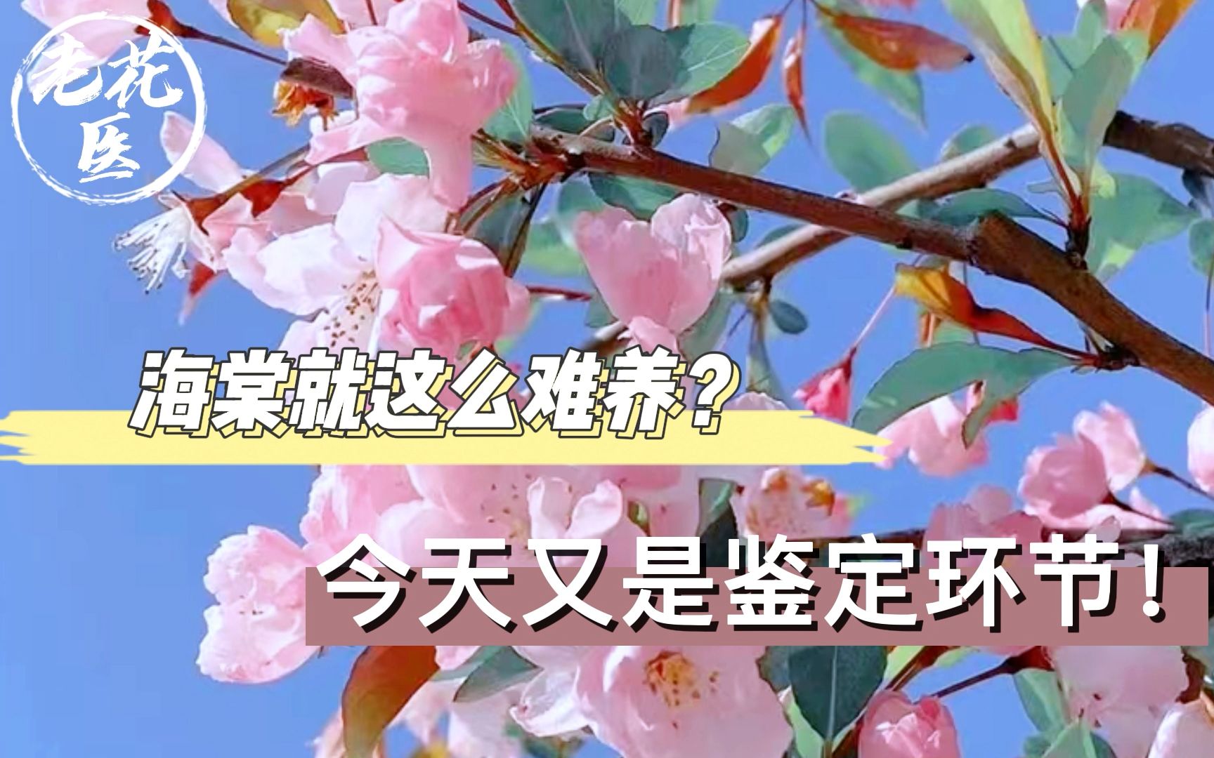 [图]花友寄养海棠，海棠就这么难养？今天又是鉴定环节！