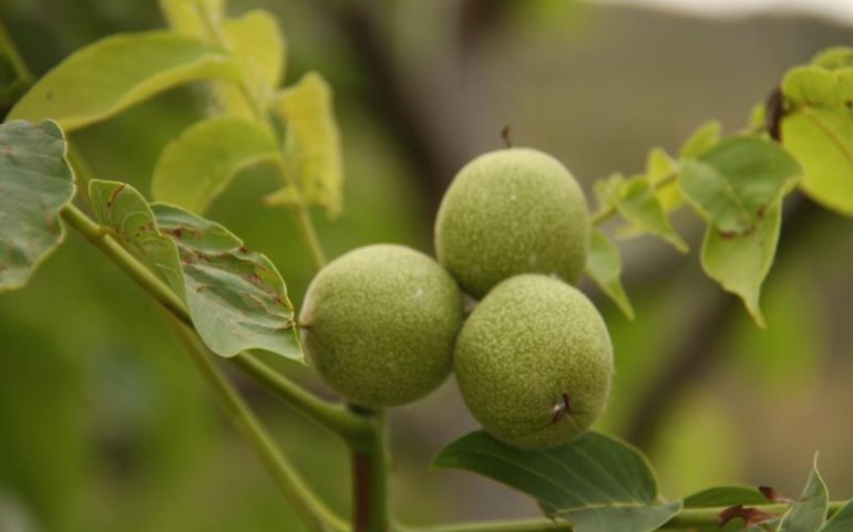 魅力中草药每日一药之核桃仁哔哩哔哩bilibili