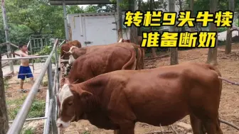 Tải video: 湖南养牛场，转栏9头牛犊，提前适应新环境预防断奶应激