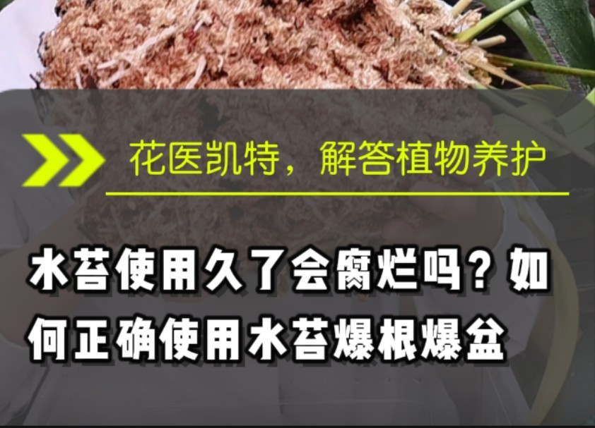 水苔使用久了会腐烂吗?如何正确使用水苔爆根爆盆哔哩哔哩bilibili