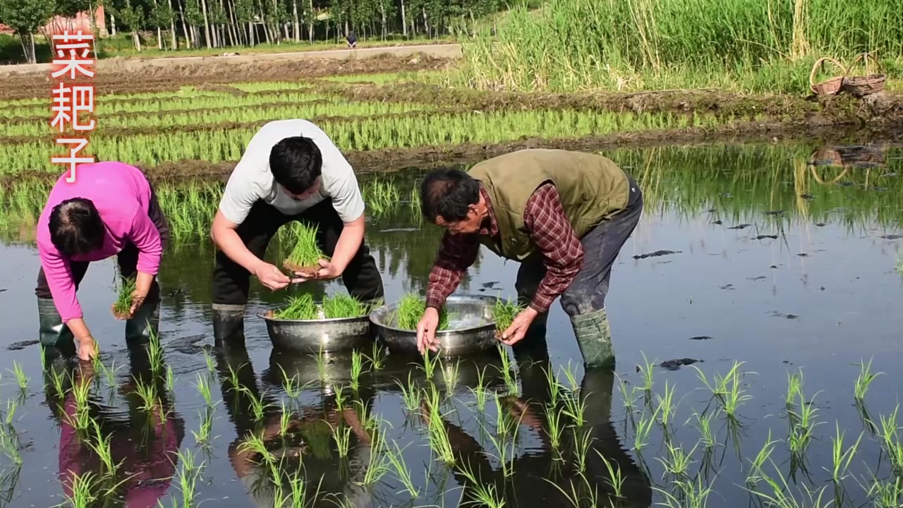 [图]大家每天都会吃的大米，它是怎么来的呢，视频告诉你，看完别吃惊