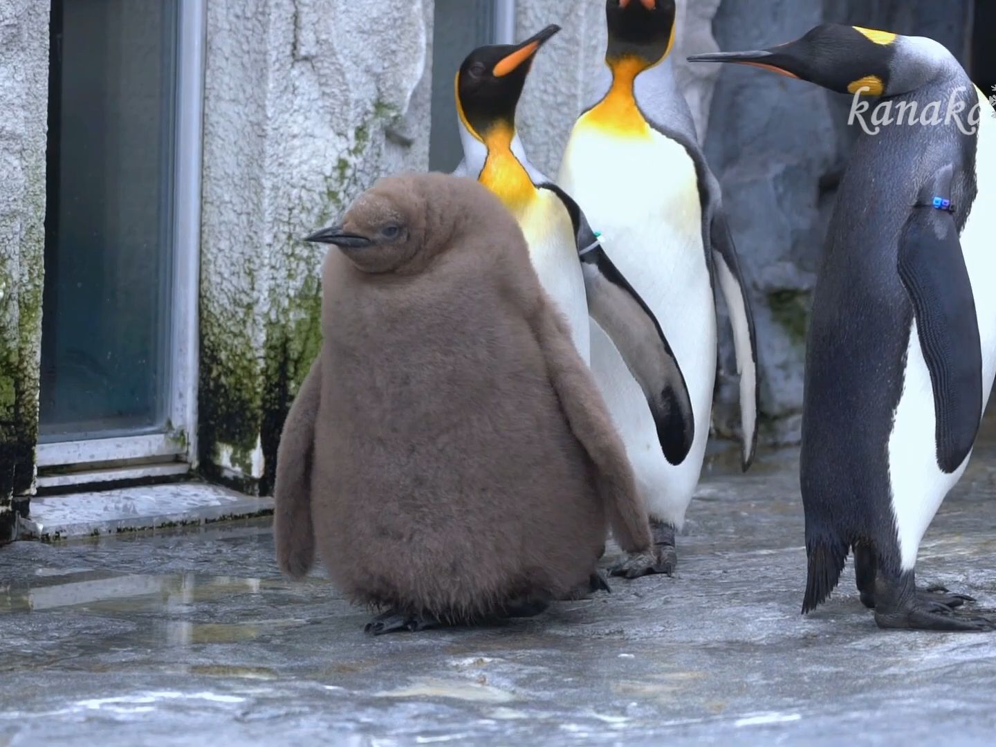 【王企鹅宝宝】这么多大人争相照(押)顾(送) "猕猴桃儿".