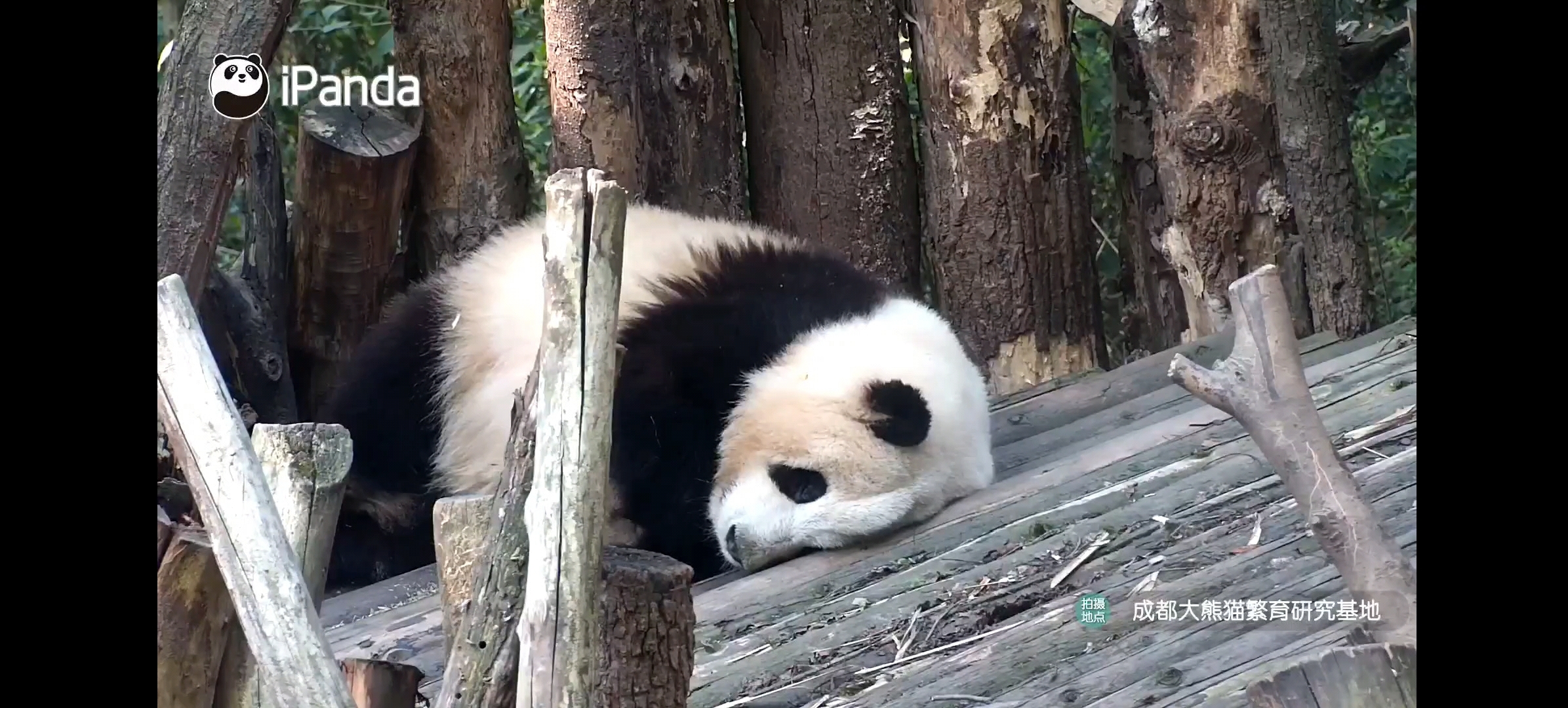 花花最惊喜的一天在院子里木架上侧躺睡