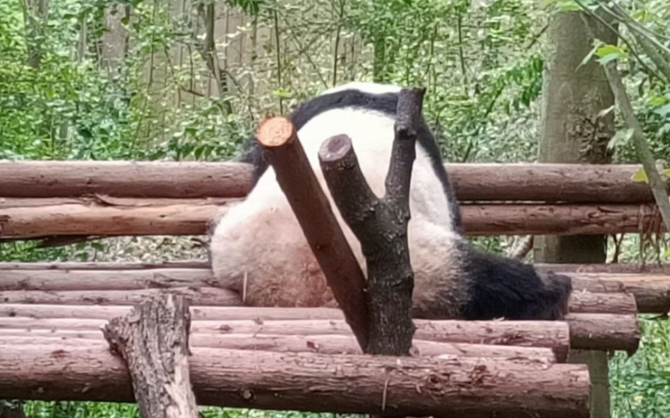 【日常Volg】去成都大熊猫繁殖基地看花花.排队两小时,看花5分钟,结果花花在窝里睡觉.女明星实火哔哩哔哩bilibili