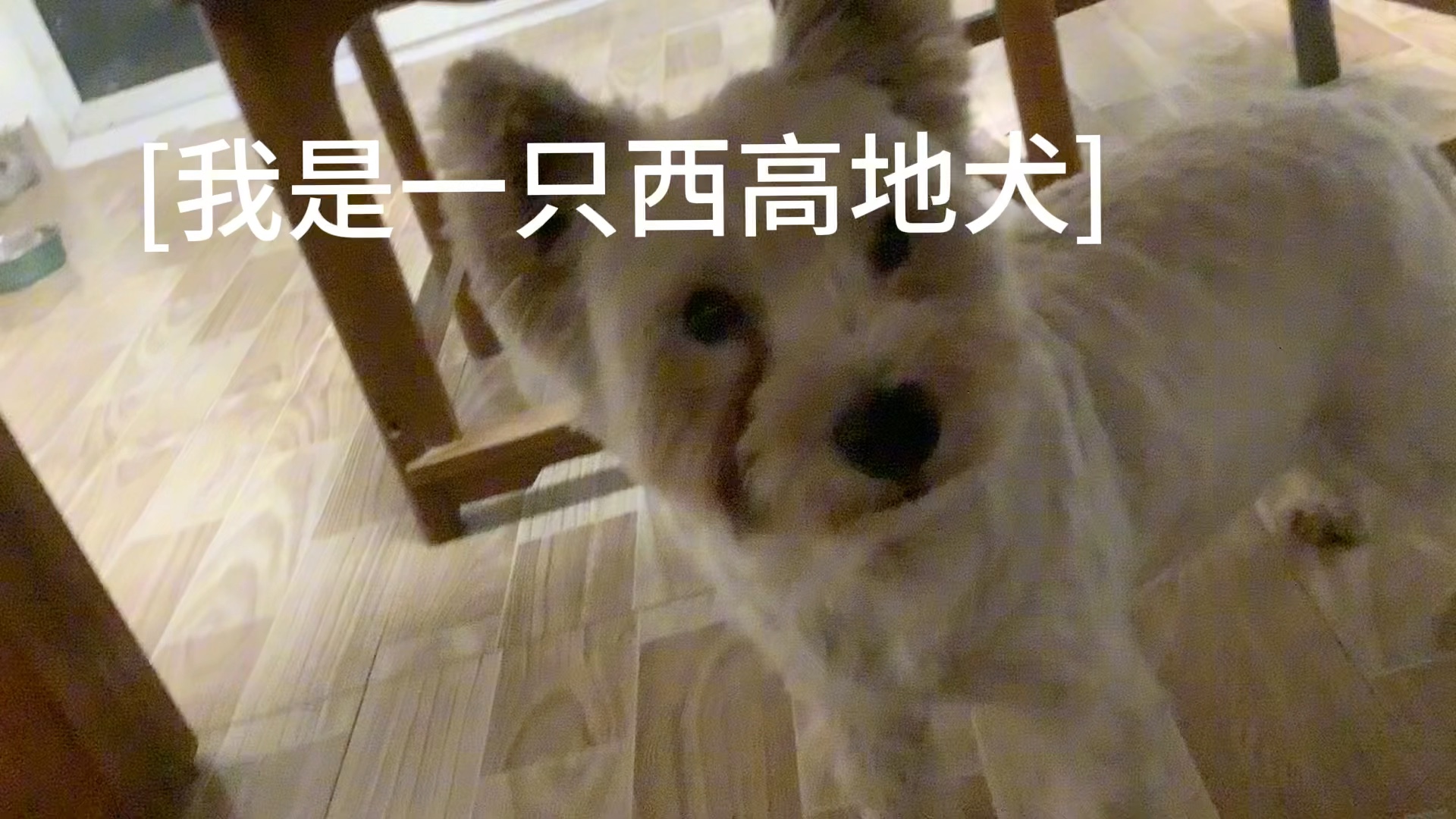 西高地犬萌萌噠