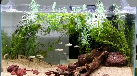 60鱼缸狐尾藻造景_哔哩哔哩_bilibili