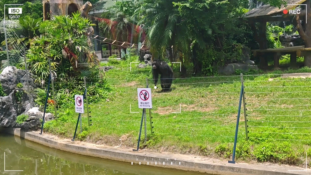 廣西南寧動物園,丟那猩又丟東西了