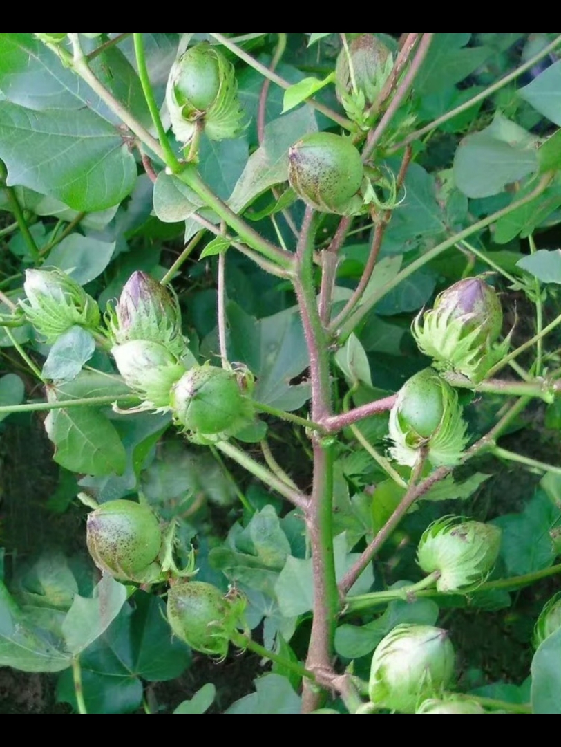 棉花的长势不错啊