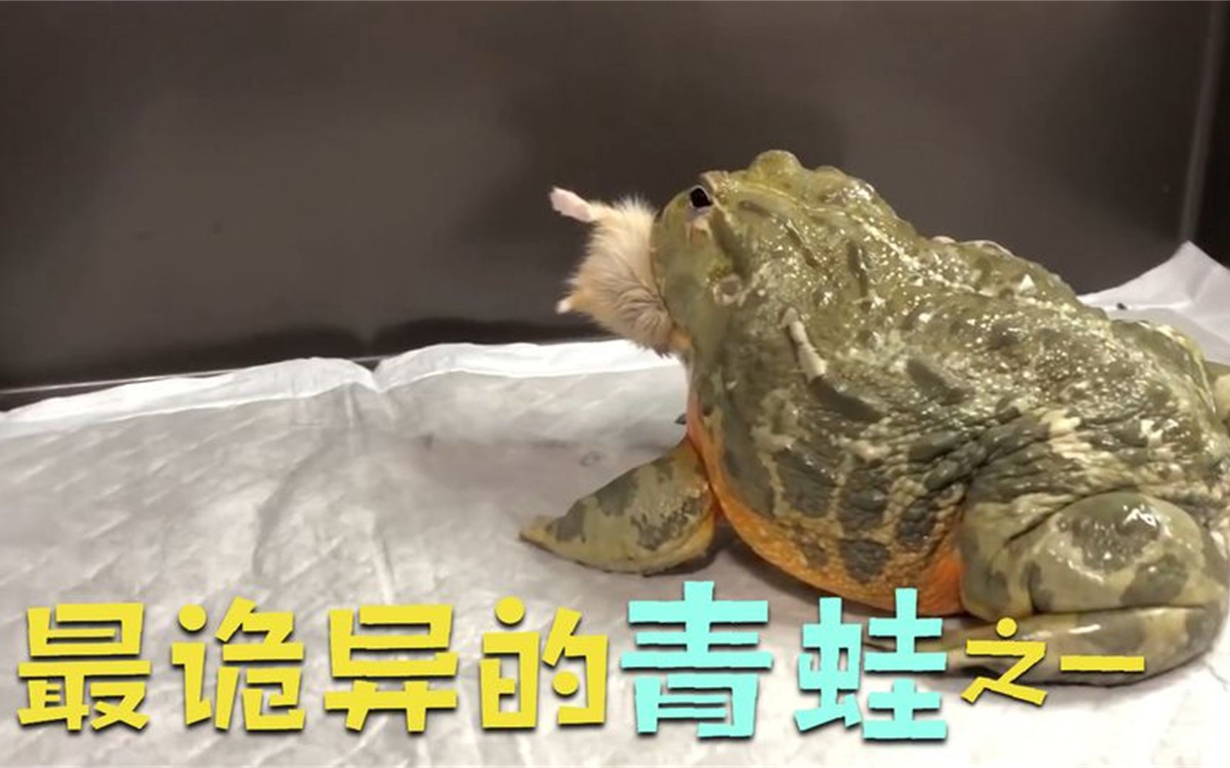 最诡异的青蛙之一!竟可以跳3米之高,数分钟之内吞下成年老鼠!