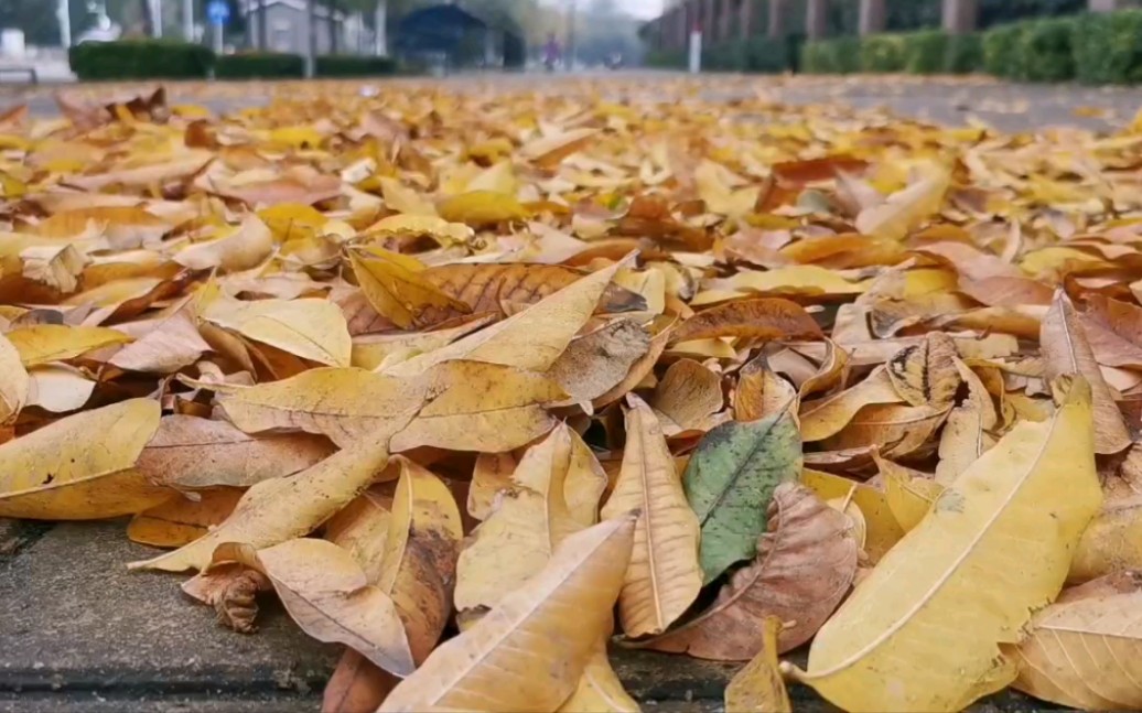 [图]风中婆娑起舞的落叶