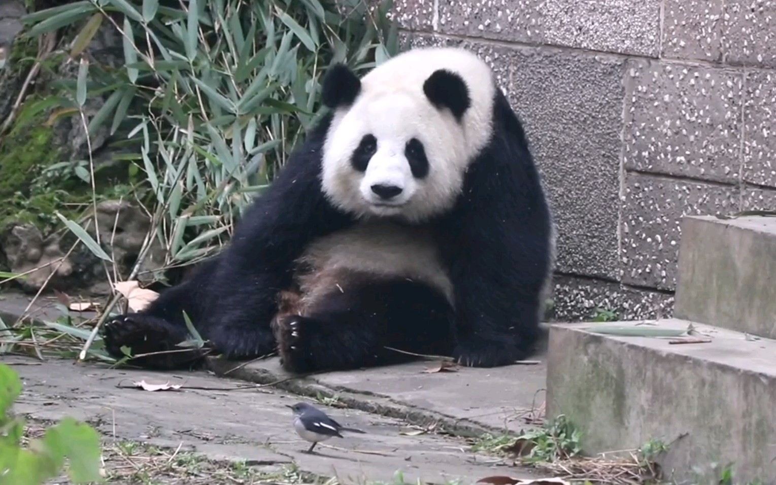 【大熊猫囡囡】小东西,再在我面前蹦哒,小心我对你不客气