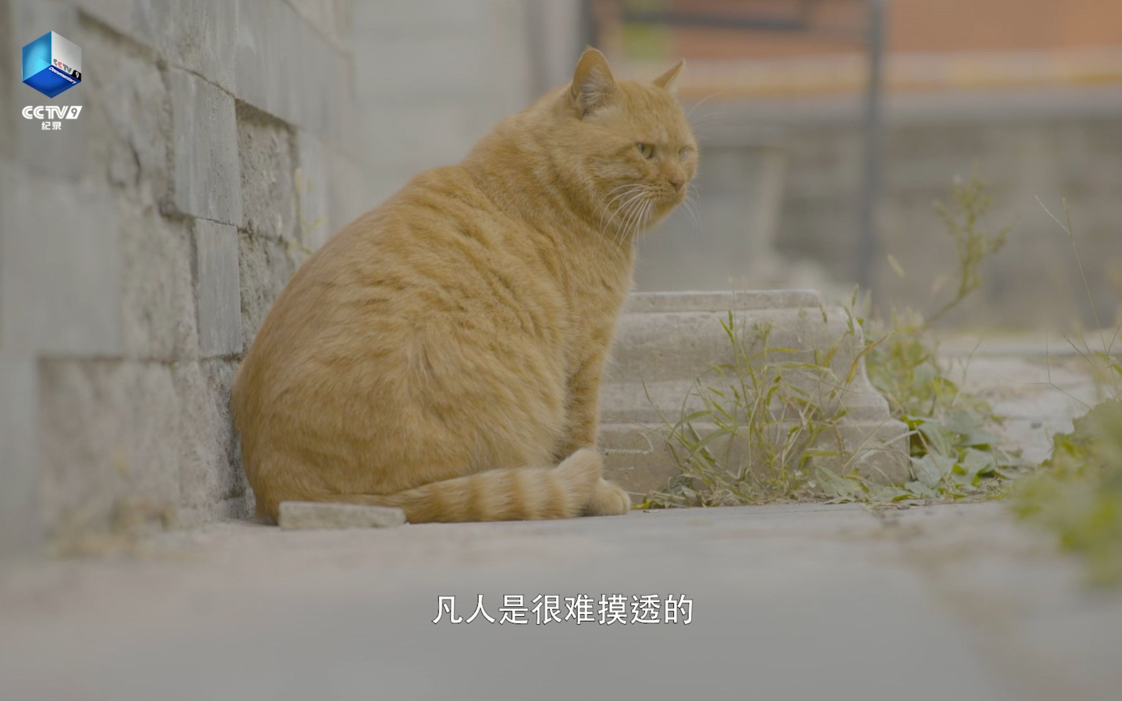 [图]你有一个来自故宫的猫咪盲盒，待拆~