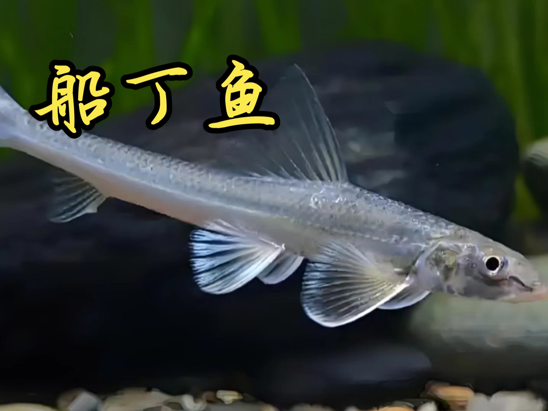 这个就是比四大家鱼还要受欢迎的蛇鮈也叫船丁鱼