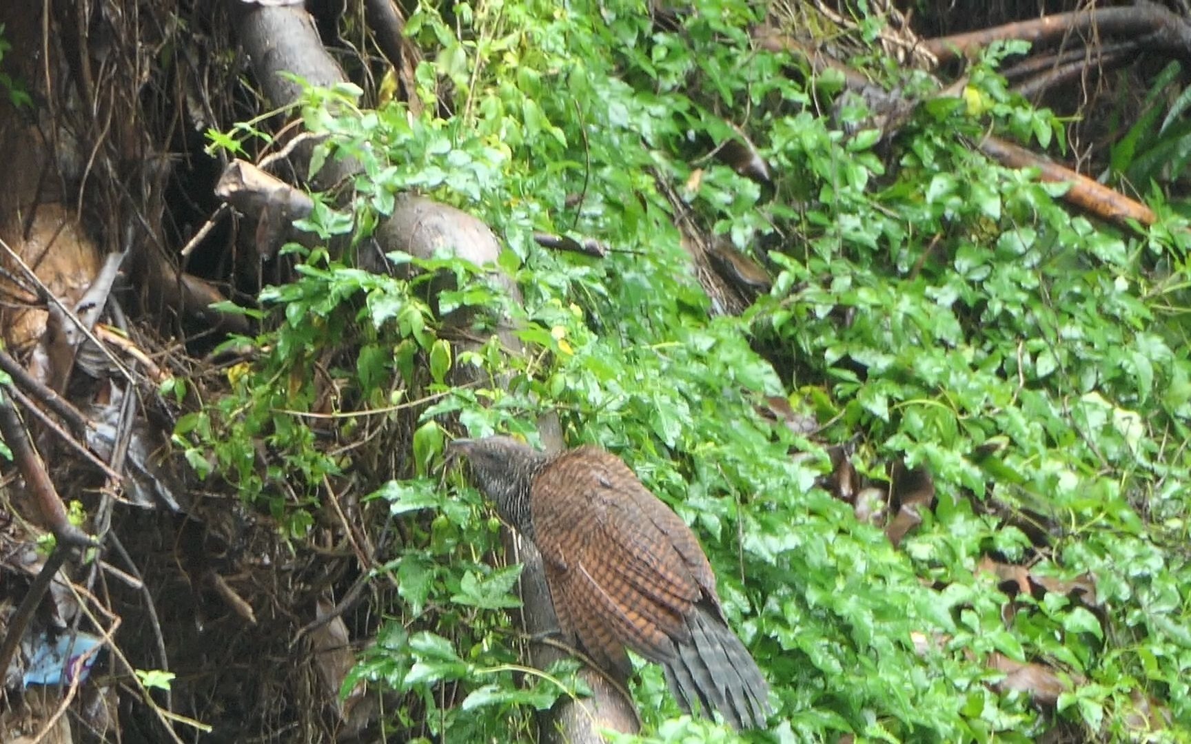 褐翅鸦鹃宝宝幼鸟