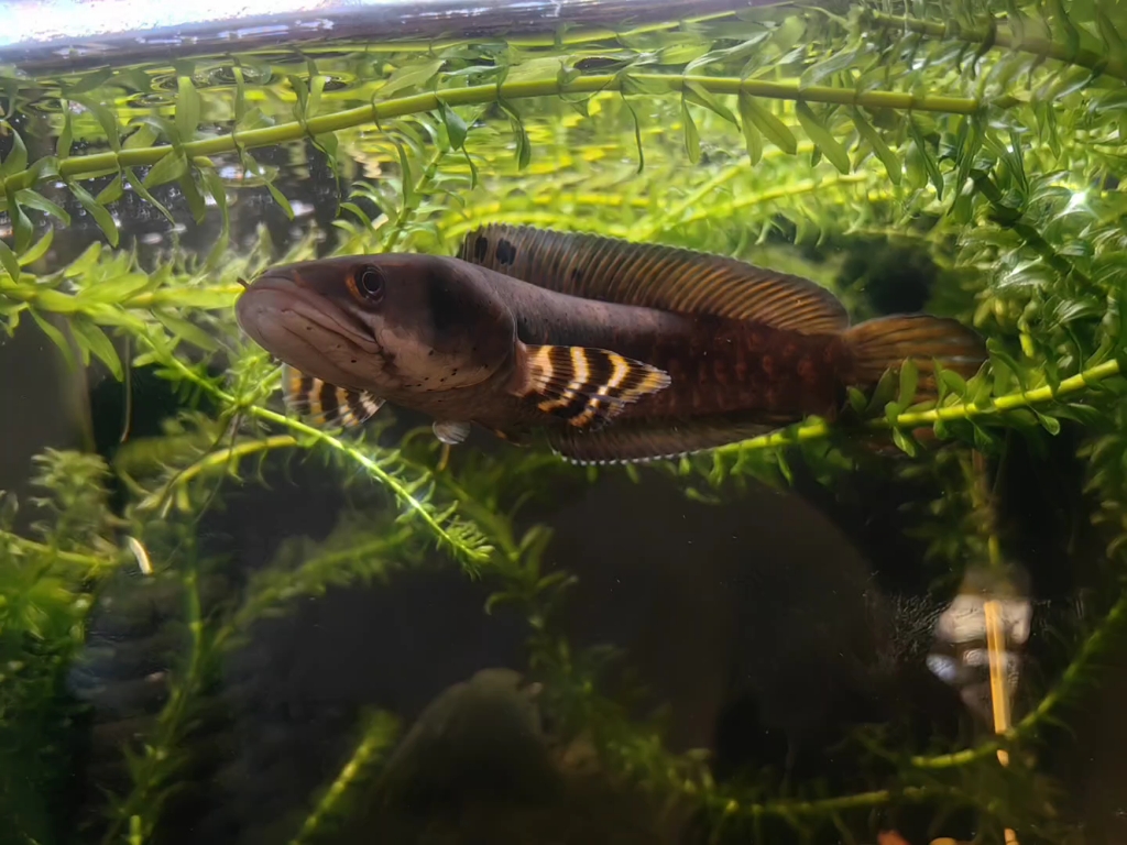 幻彩红宝石雷龙鱼