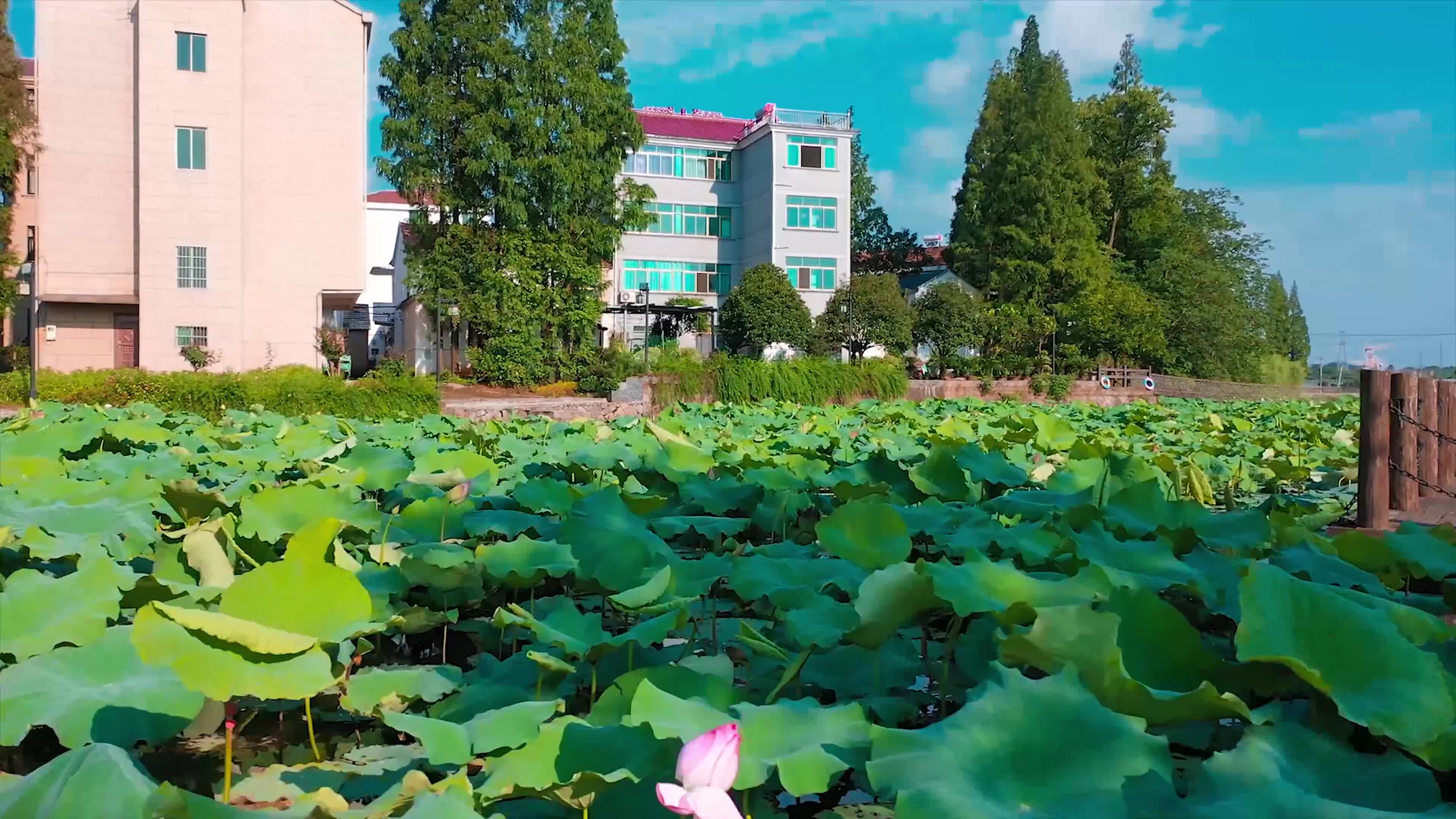 [图]市区旁绝美赏 #荷花宝地，趁现在人少赶紧去！#旅行推荐官 #小清新 #水墨金华 作者：陆建富