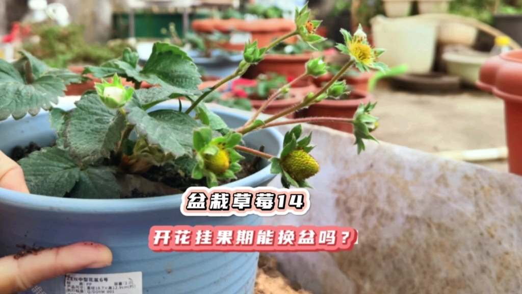 草莓开花挂果期可以换盆吗?安装这个步骤操作掂过碌蔗哔哩哔哩bilibili