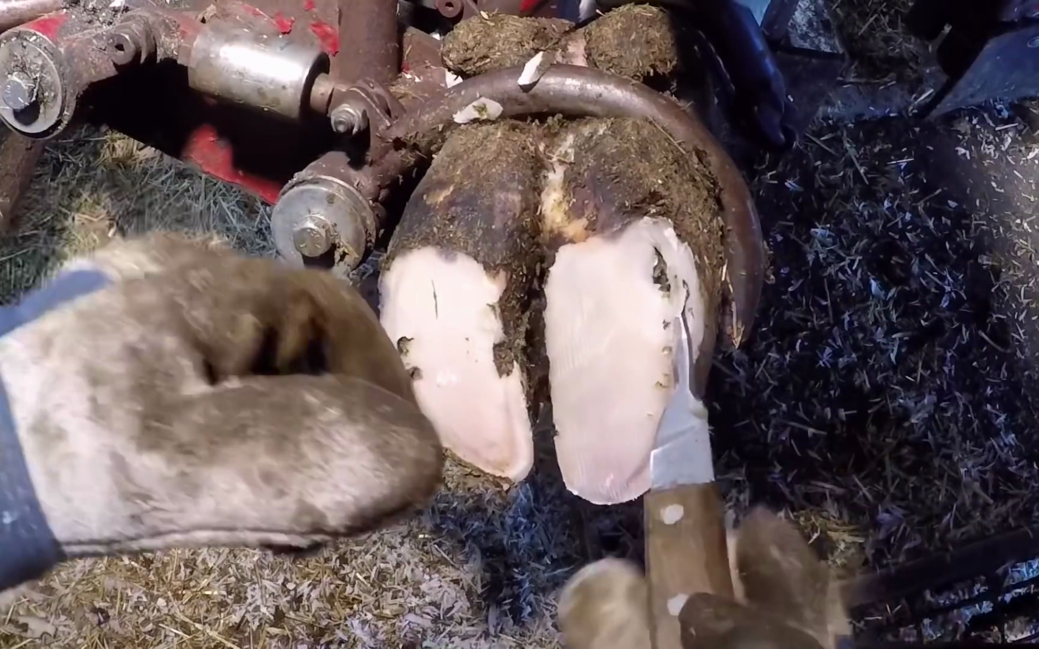 这是我见过修的最快的牛蹄!