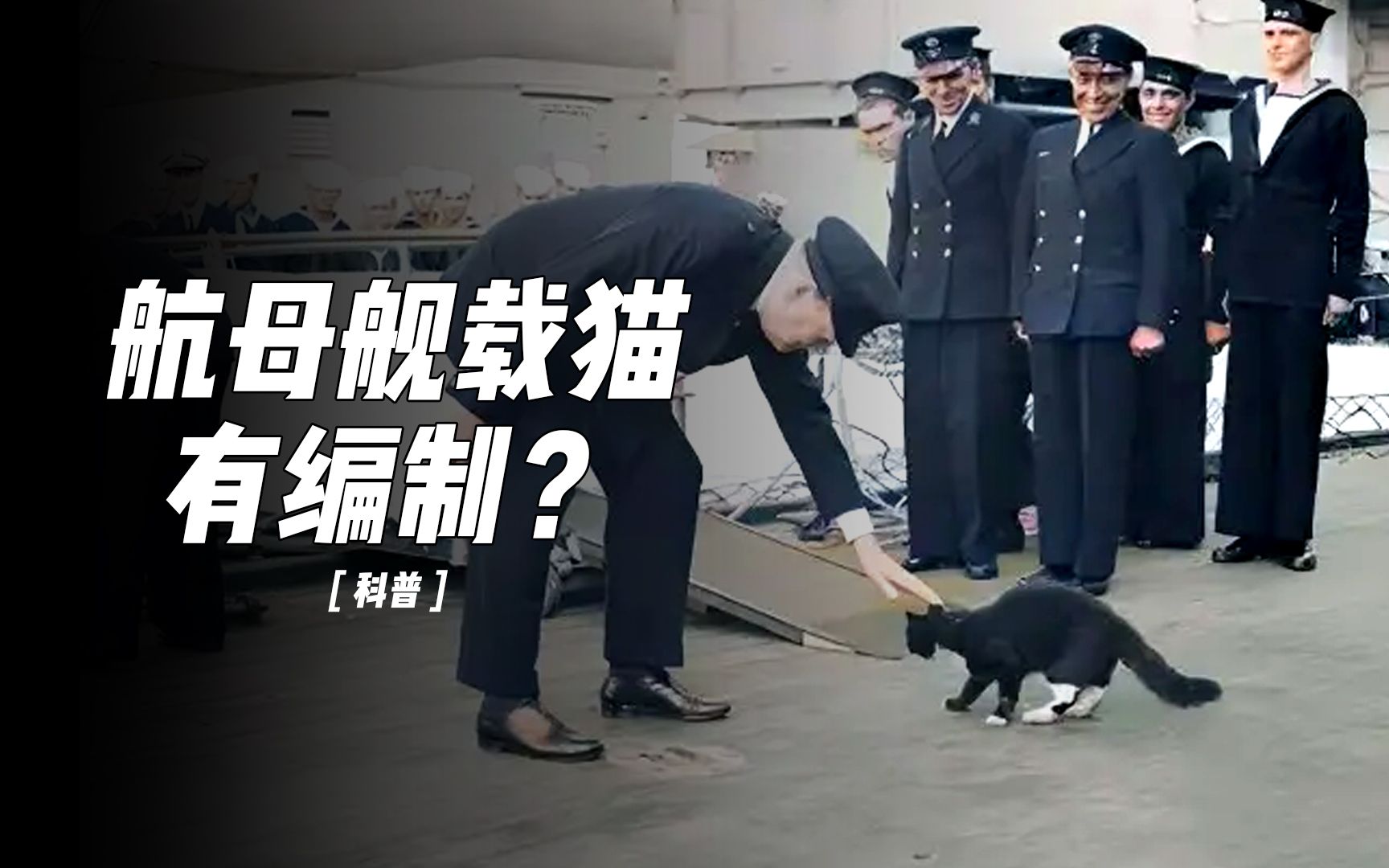 [图]为什么航母上都要养只猫？只为捉老鼠？没那么简单