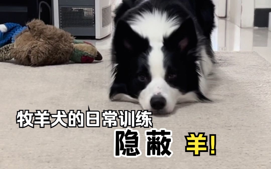 牧羊犬的日常训练 !!!哔哩哔哩bilibili