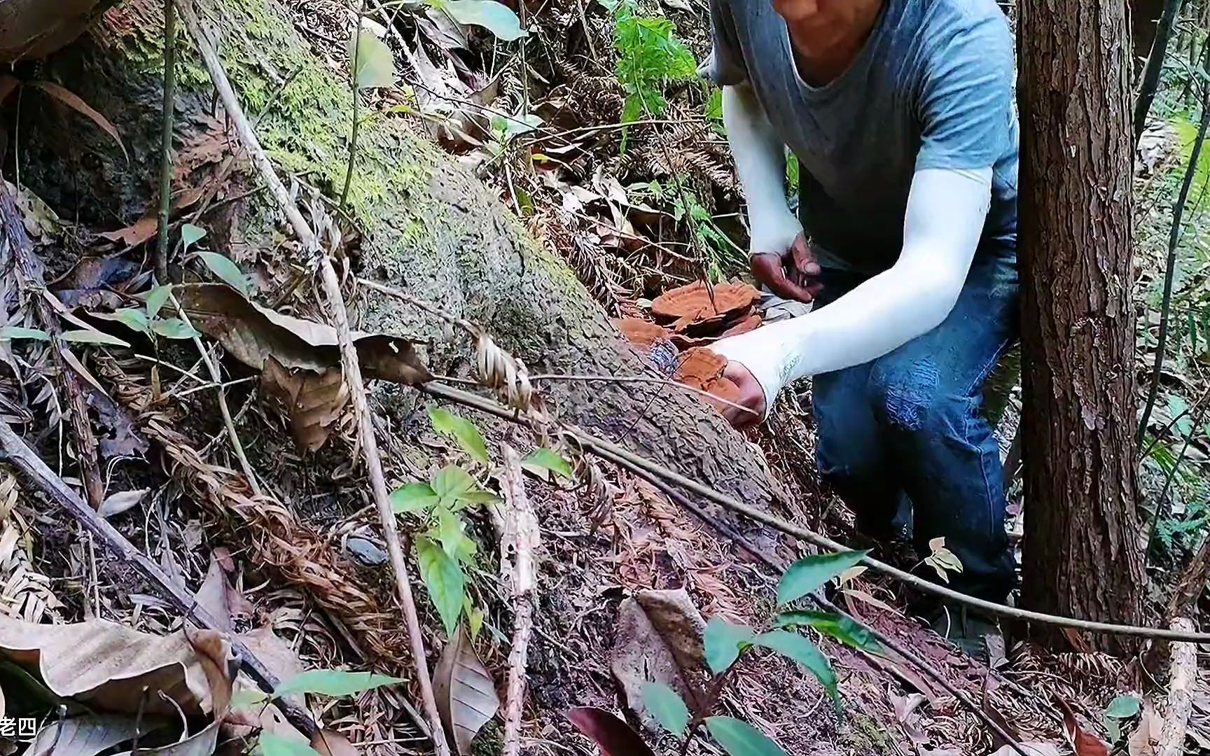 每年的7月底就是野生灵芝成熟最多粉,这个枫树头四斤多上品的货哔哩哔哩bilibili