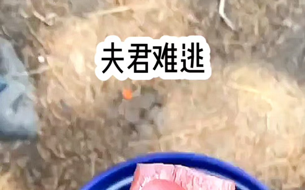 铭《夫君难逃》哔哩哔哩bilibili