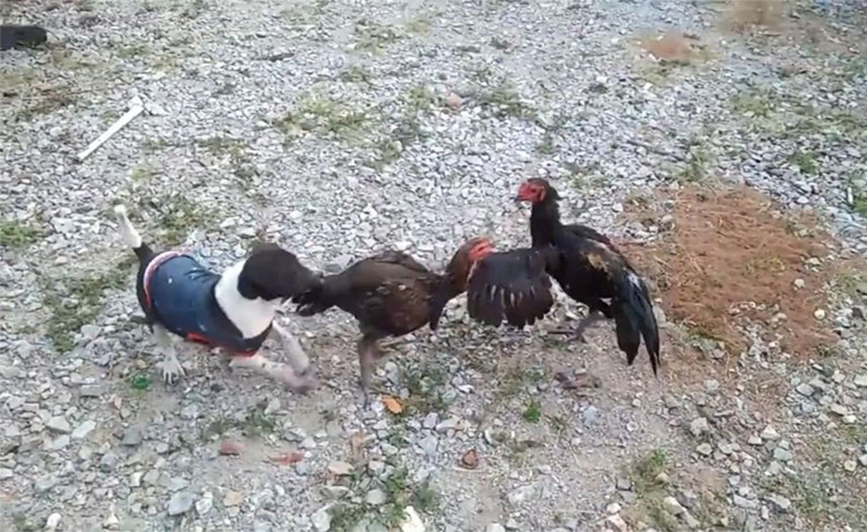 家里两公鸡打架斗狠,狗子急了上前拉架,主人笑得不可开交