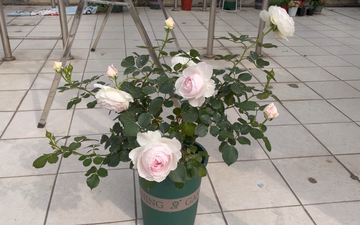 公爵夫人月季春花,像极了春日少女