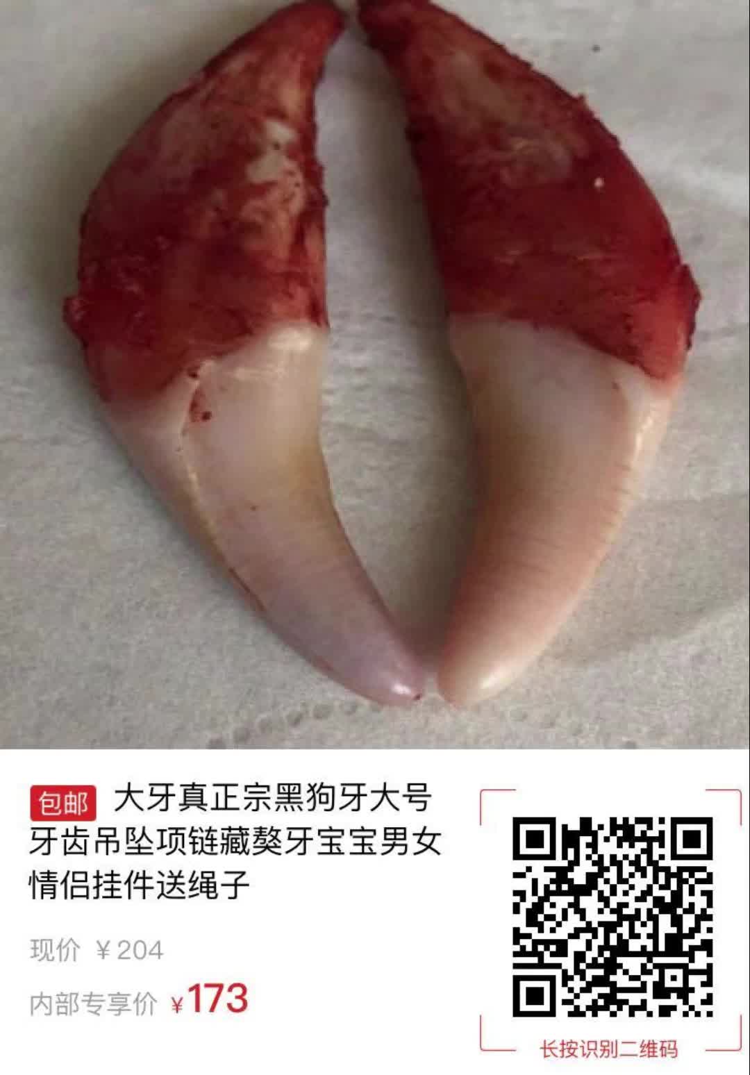 【31元券】大牙真正宗黑狗牙大号牙齿吊坠项链藏獒牙宝宝男女情侣挂件