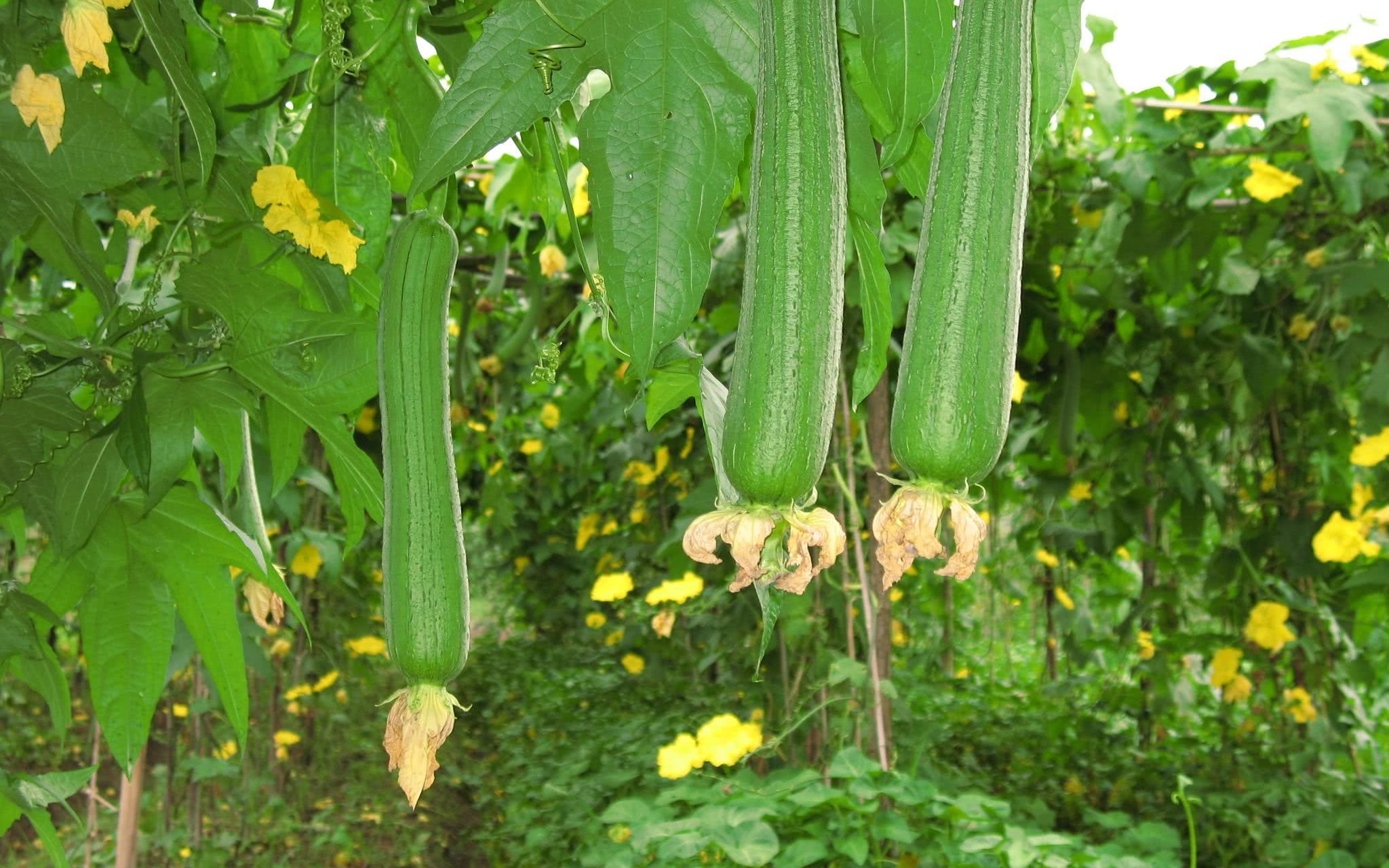 丝瓜的一生|现代农业种植和收获丝瓜|丝瓜络加工