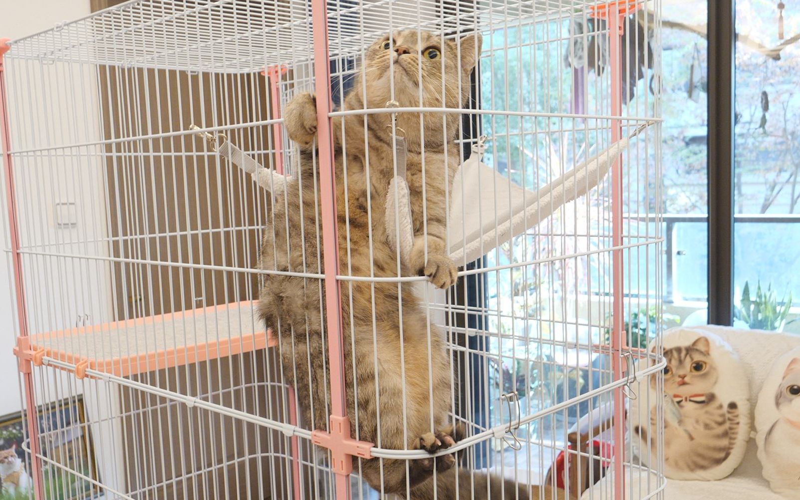 作妖现场猫咪爬上2米笼子下不来了