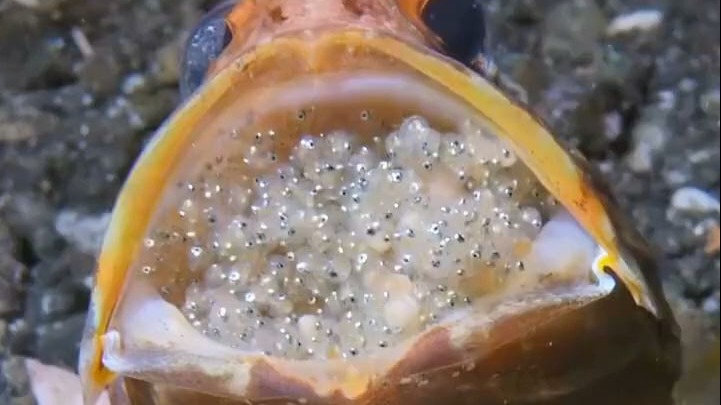 从爸爸的嘴里出生,其貌不扬的后颌鱼,拥有惊人的繁殖方式