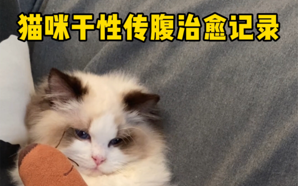 我们战胜了 干性猫传腹!!!哔哩哔哩bilibili