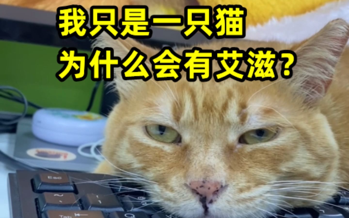 【动物帮】猫艾滋到底是什么,让大壮牙都没了哔哩哔哩bilibili