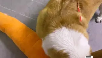 狗狗宝带玩具来和你玩
