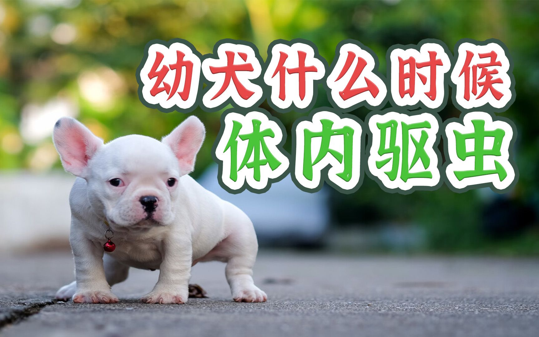 幼犬什么时候体内驱虫哔哩哔哩bilibili