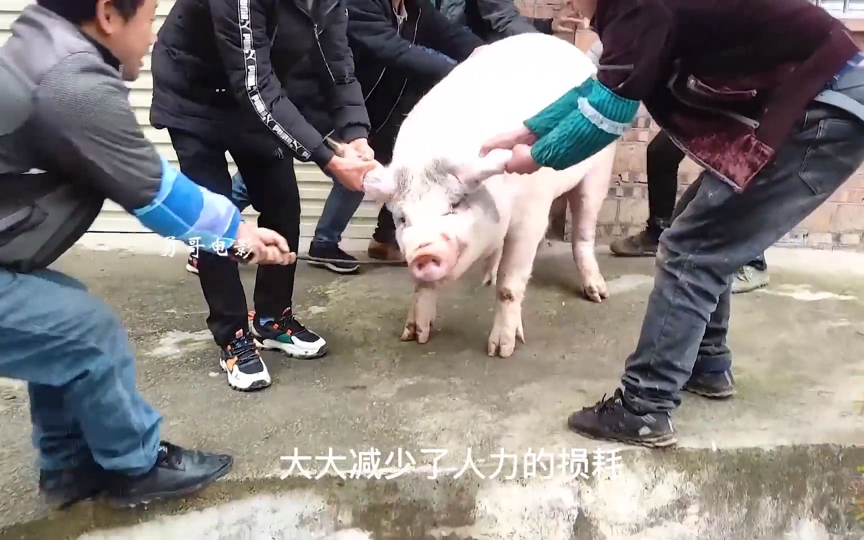 [图]杀猪太硬核，轻轻往背上一捅，猪猪瞬间就去了猪星。