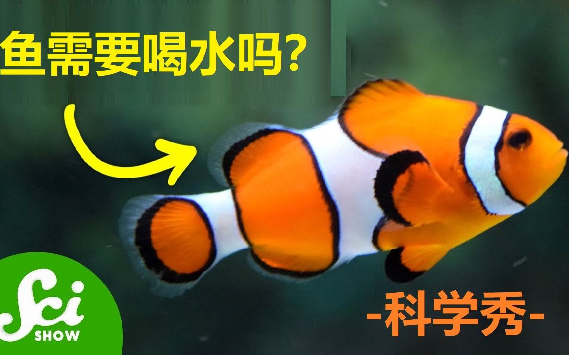 【科学秀】鱼需要喝水吗?(中文字幕)哔哩哔哩bilibili