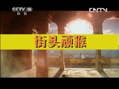 [图]CCTV央视纪录片：街头顽猴