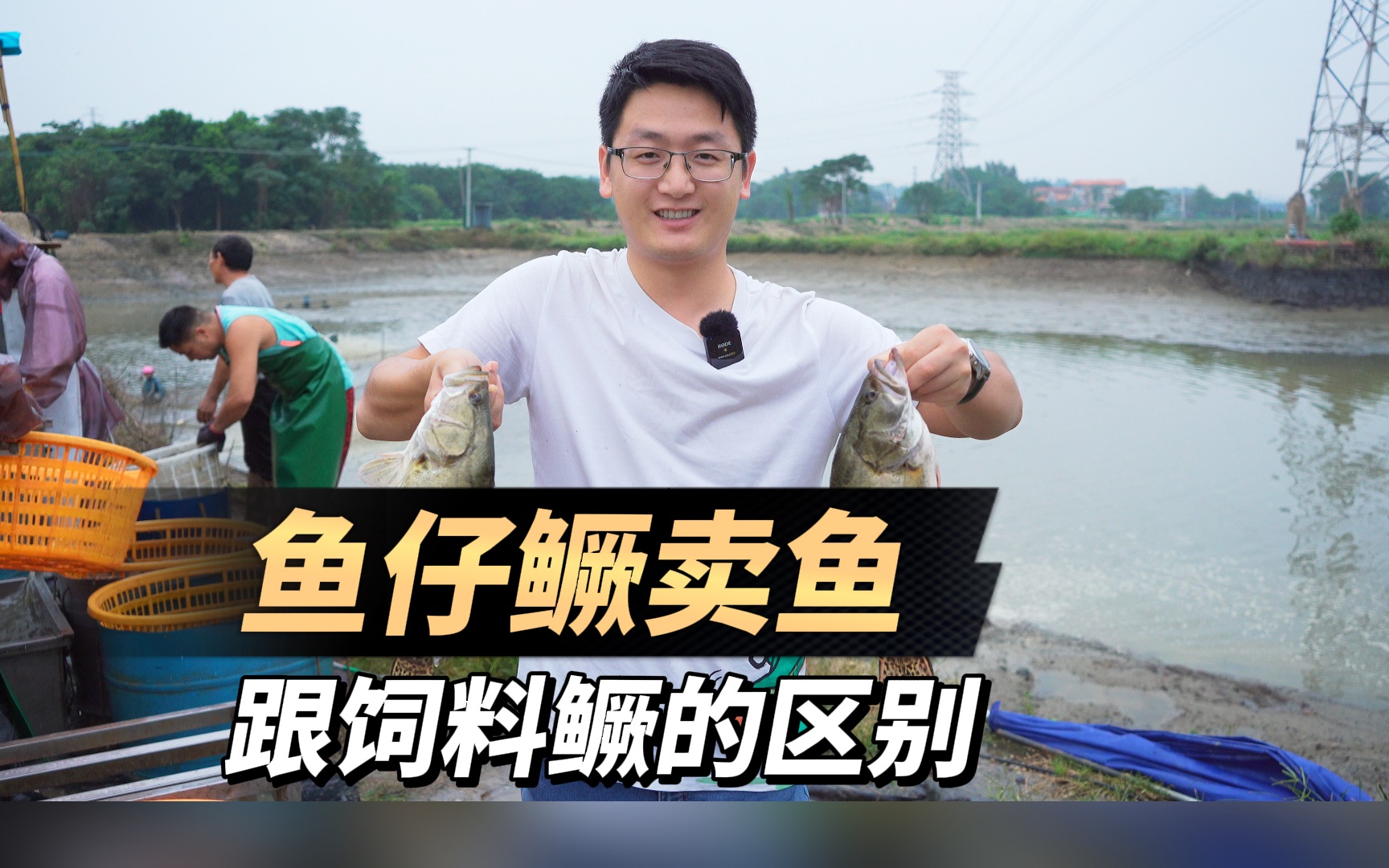 卖一塘鱼仔鳜，养殖鱼仔鳜和饲料鳜有什么区别？