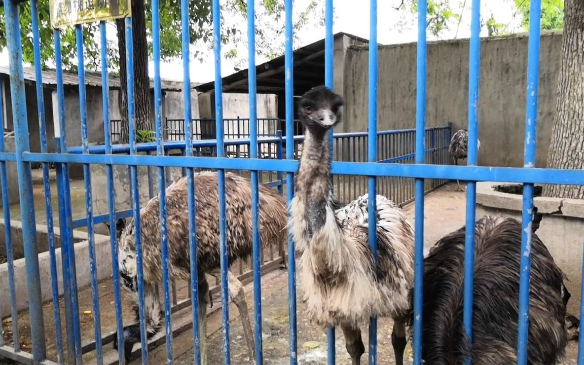 鸸鹋,湘潭和平公园动物园