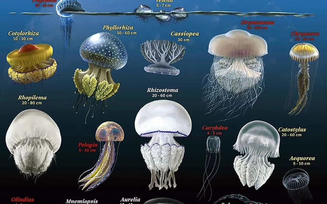[图]常见水母类型区分及形态展示 ✽)
