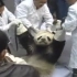野生大熊猫受伤救助视频大合集