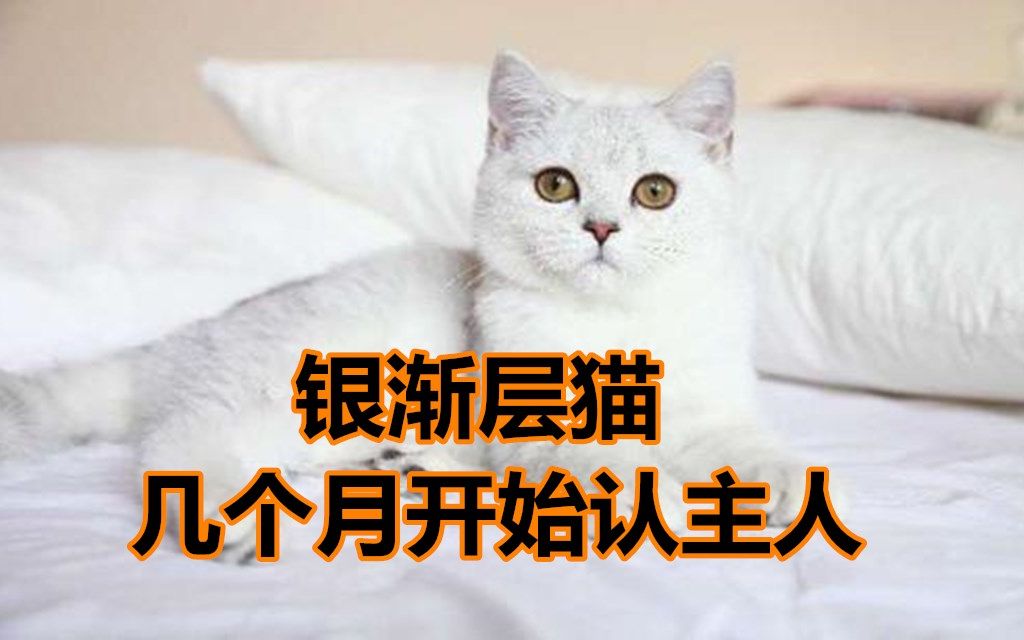 银渐层猫几个月认主人?怎么才能让猫咪尽快认主人?哔哩哔哩bilibili