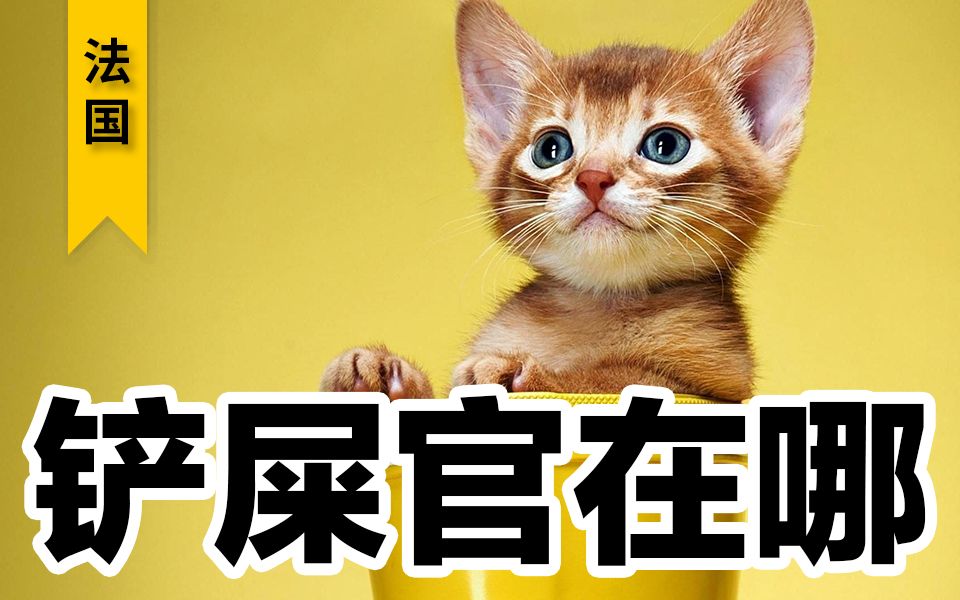 【宠物展】治愈!相信自己!狗子我们会有的!猫我们也会有的!哔哩哔哩bilibili