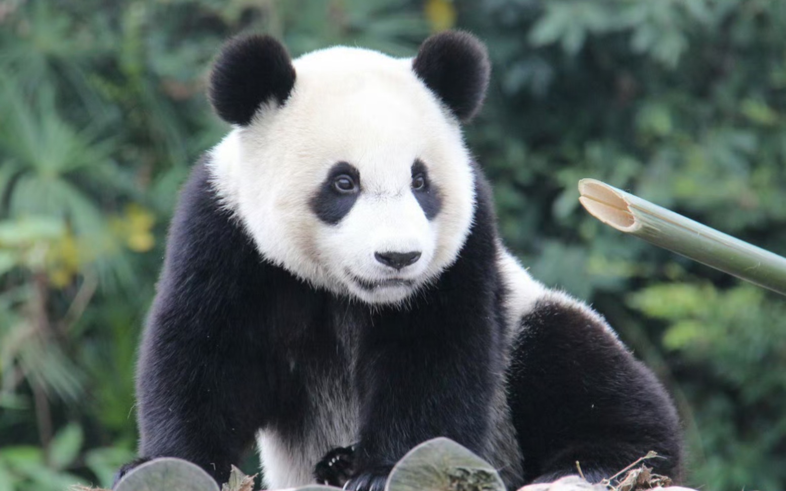【大熊猫】舜舜小时候眼神犀利,能割伤人