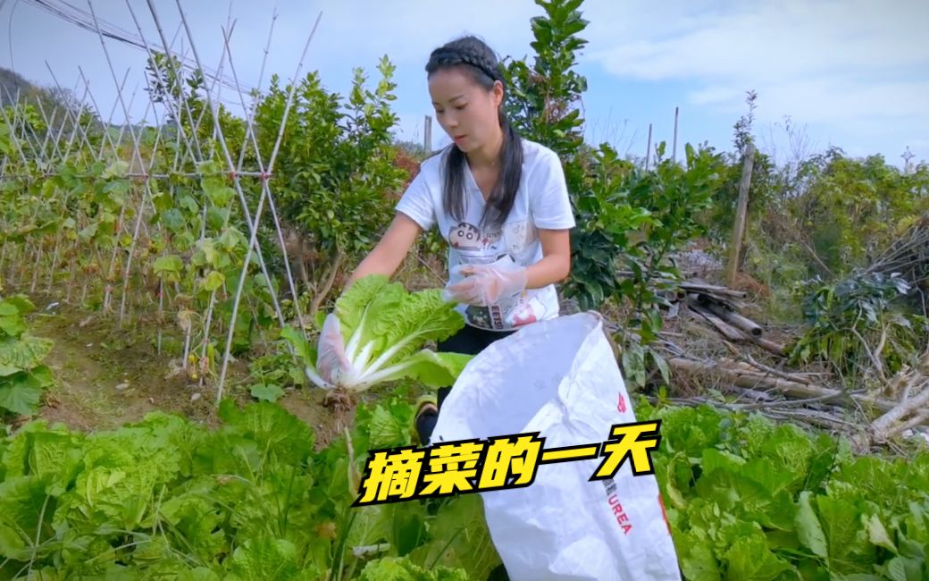 又是摘菜出货的一天,菜地太分散人都发蒙了,田园生活简单快乐!哔哩哔哩bilibili